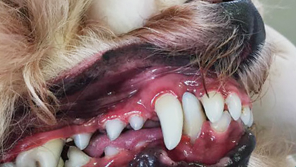 Hundezähne nachher