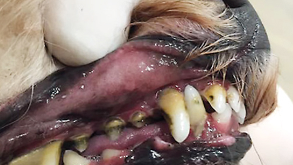 Hundezähe vorher